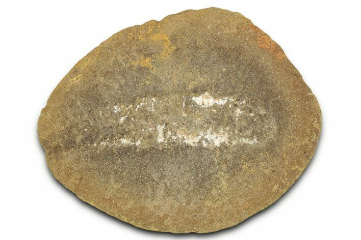 Pennsylvanian Worm Fossil - Mazon Creek #325931